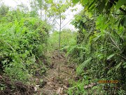 Planting line (4)